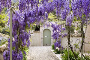 Arbustes Arbres - travaux de jardinage en mars