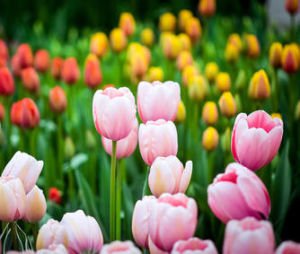 Fleurs - travaux de jardinage en mars